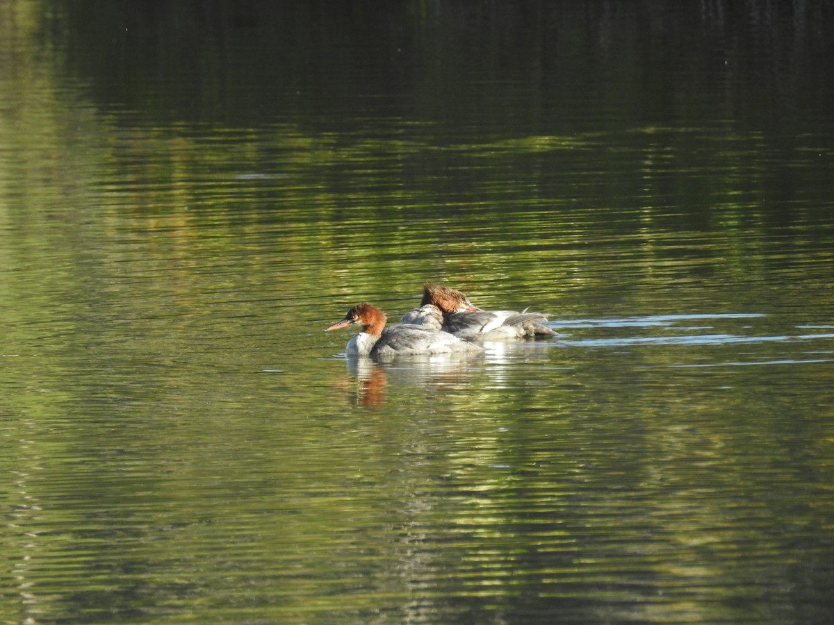 Common Merganser - ML623960041