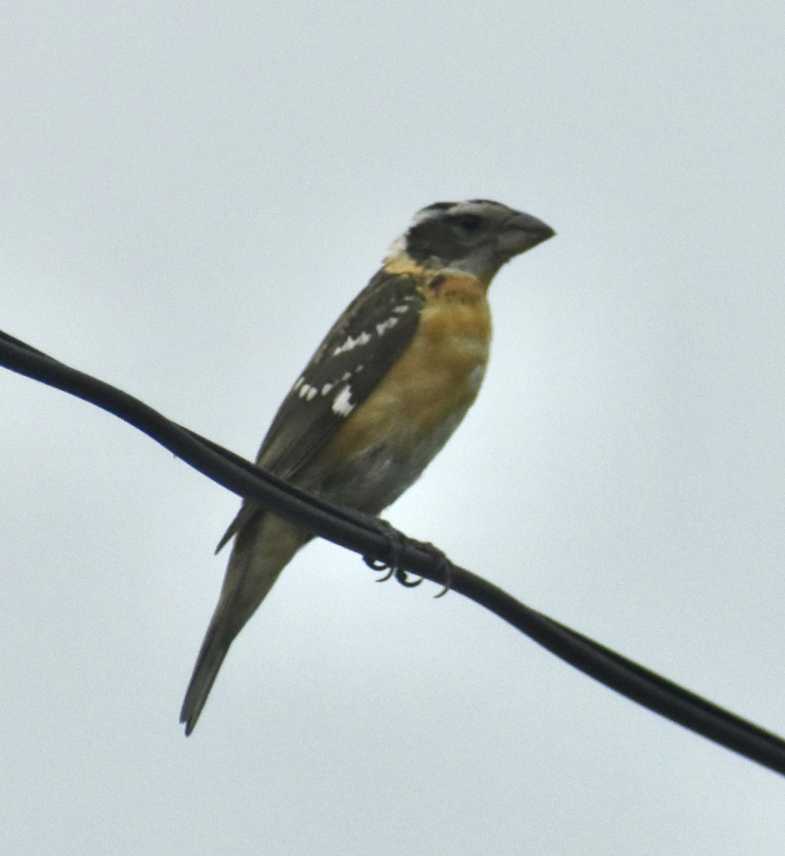 Black-headed Grosbeak - ML623960042