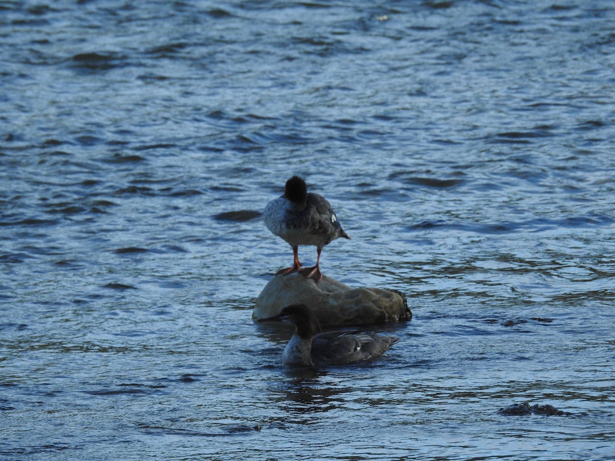 Common Merganser - ML623960043