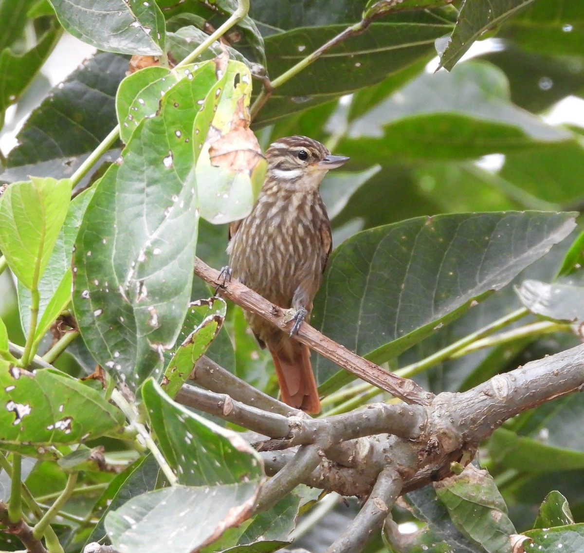 Streaked Xenops - Albeiro Erazo Farfán