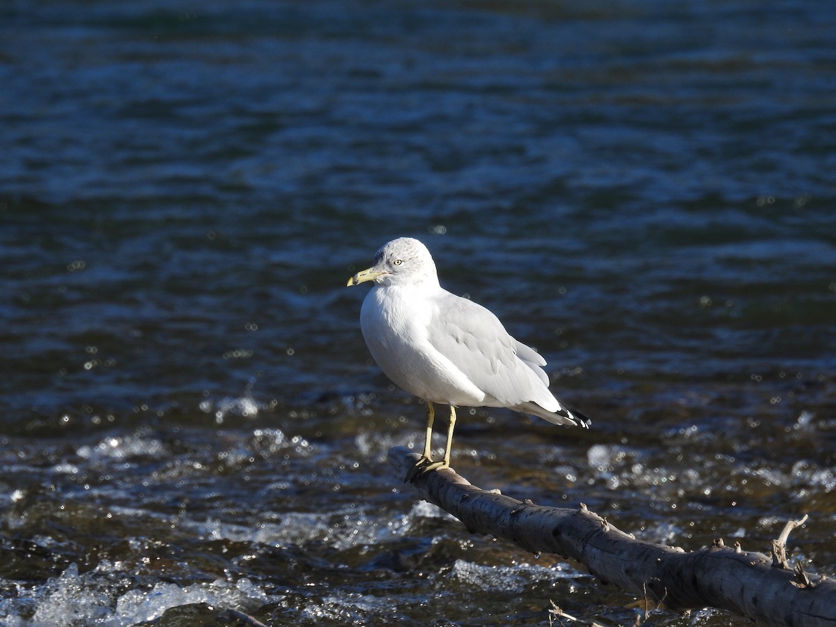 Ring-billed Gull - ML623960052