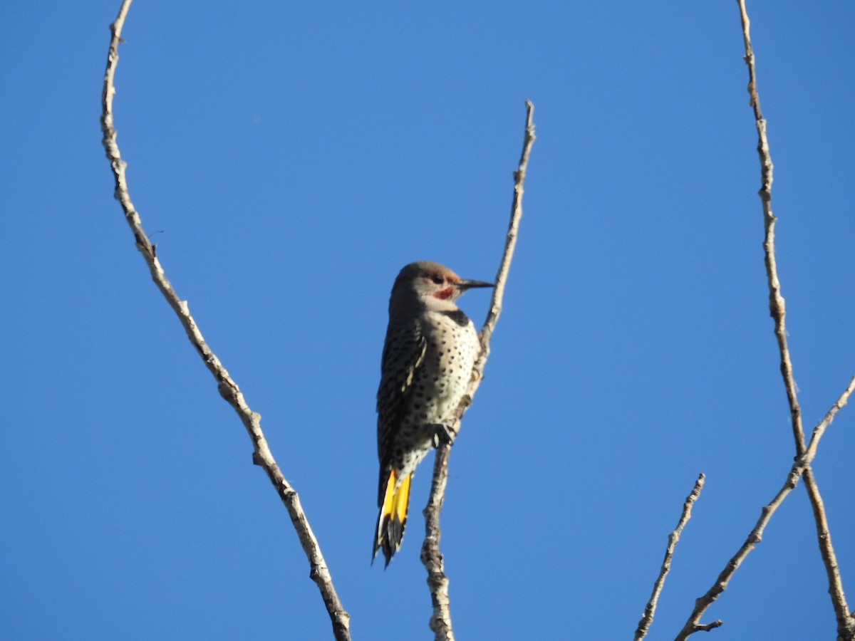 Northern Flicker (Yellow-shafted) - ML623960055