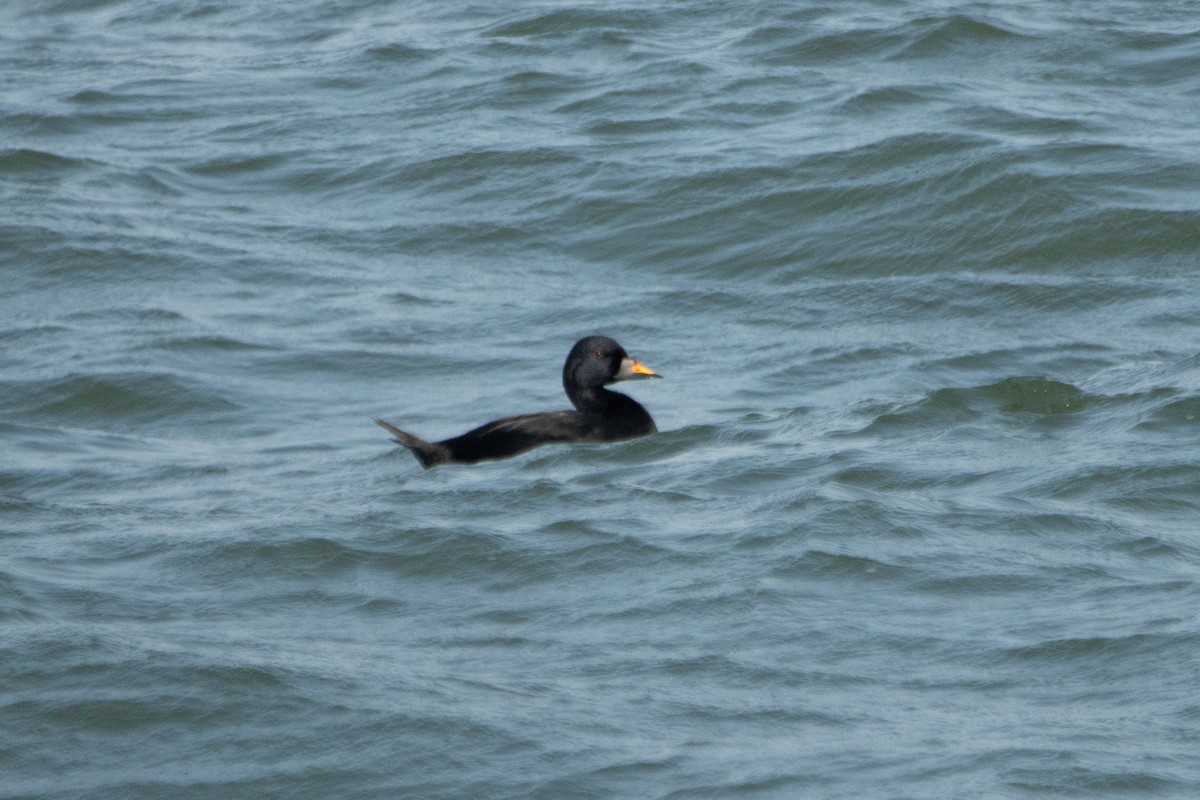 Common Scoter - Letty Roedolf Groenenboom