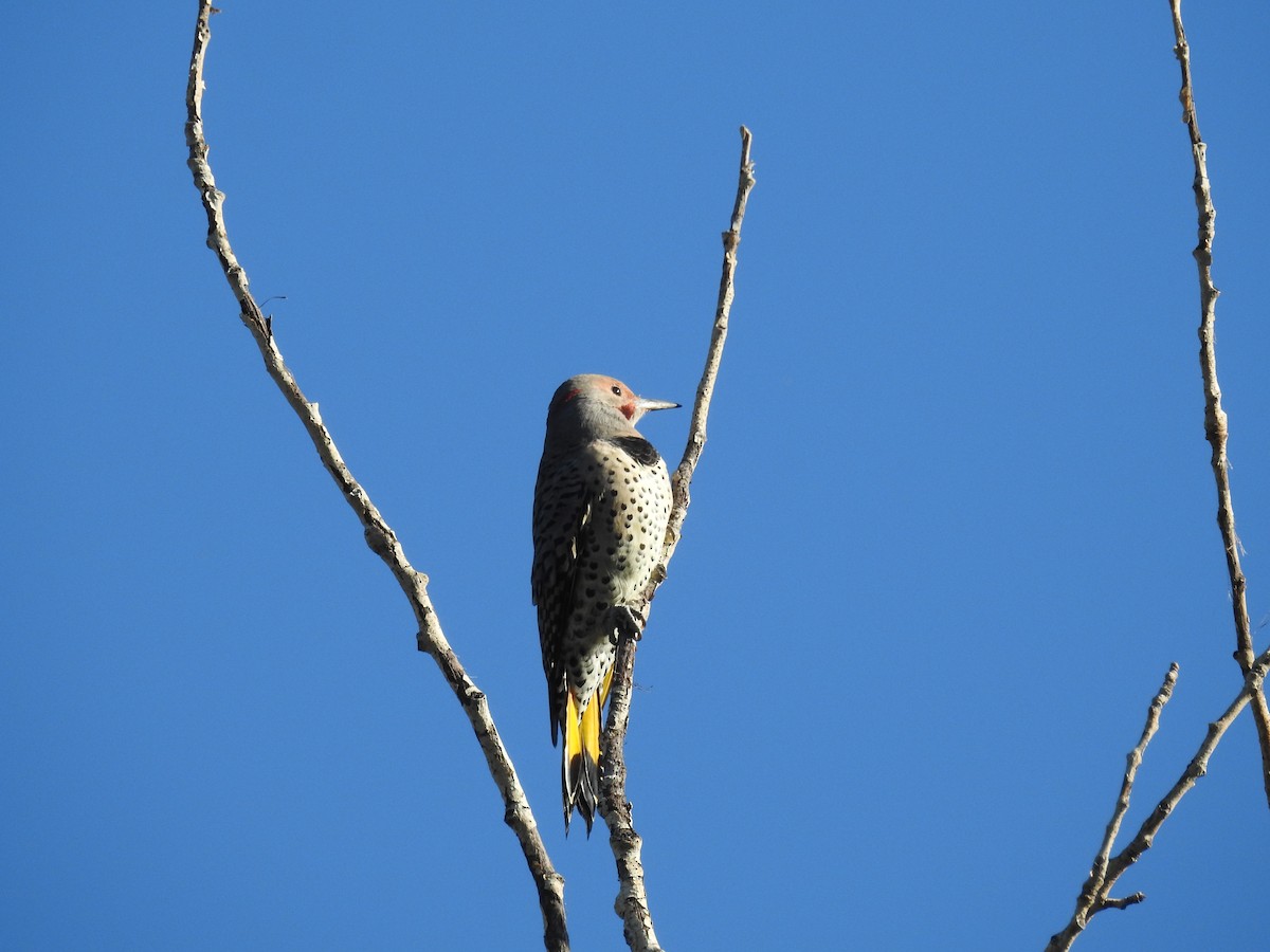 Northern Flicker (Yellow-shafted) - ML623960060