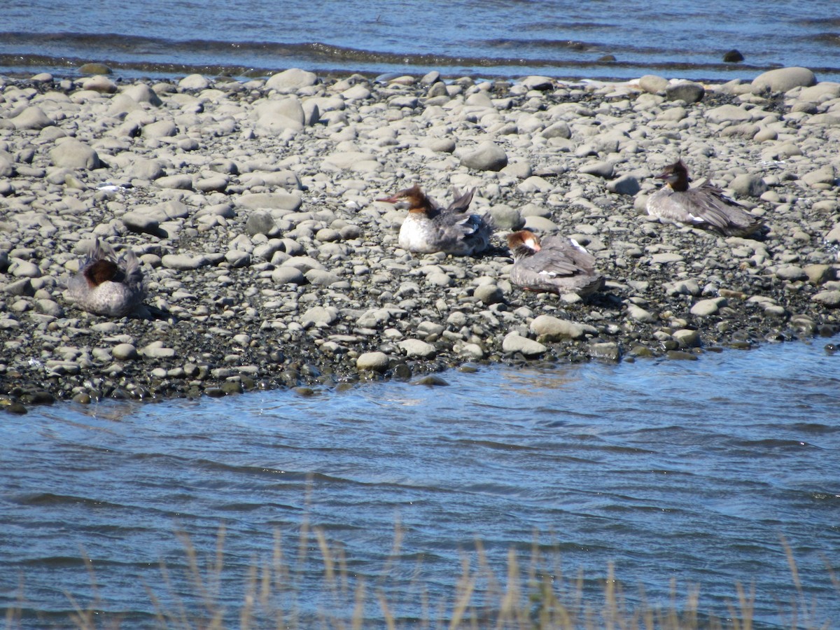 Common Merganser - ML623960063