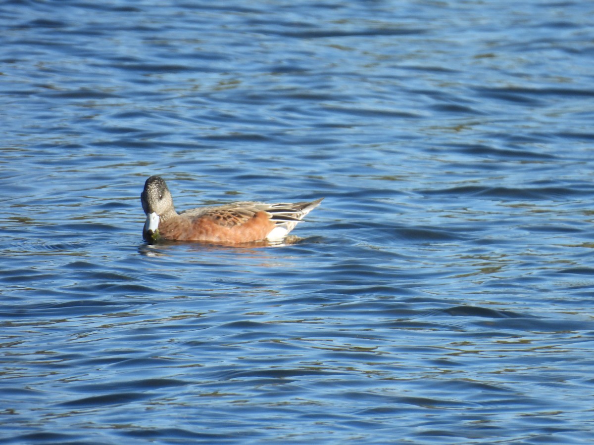 American Wigeon - Aarti Khale