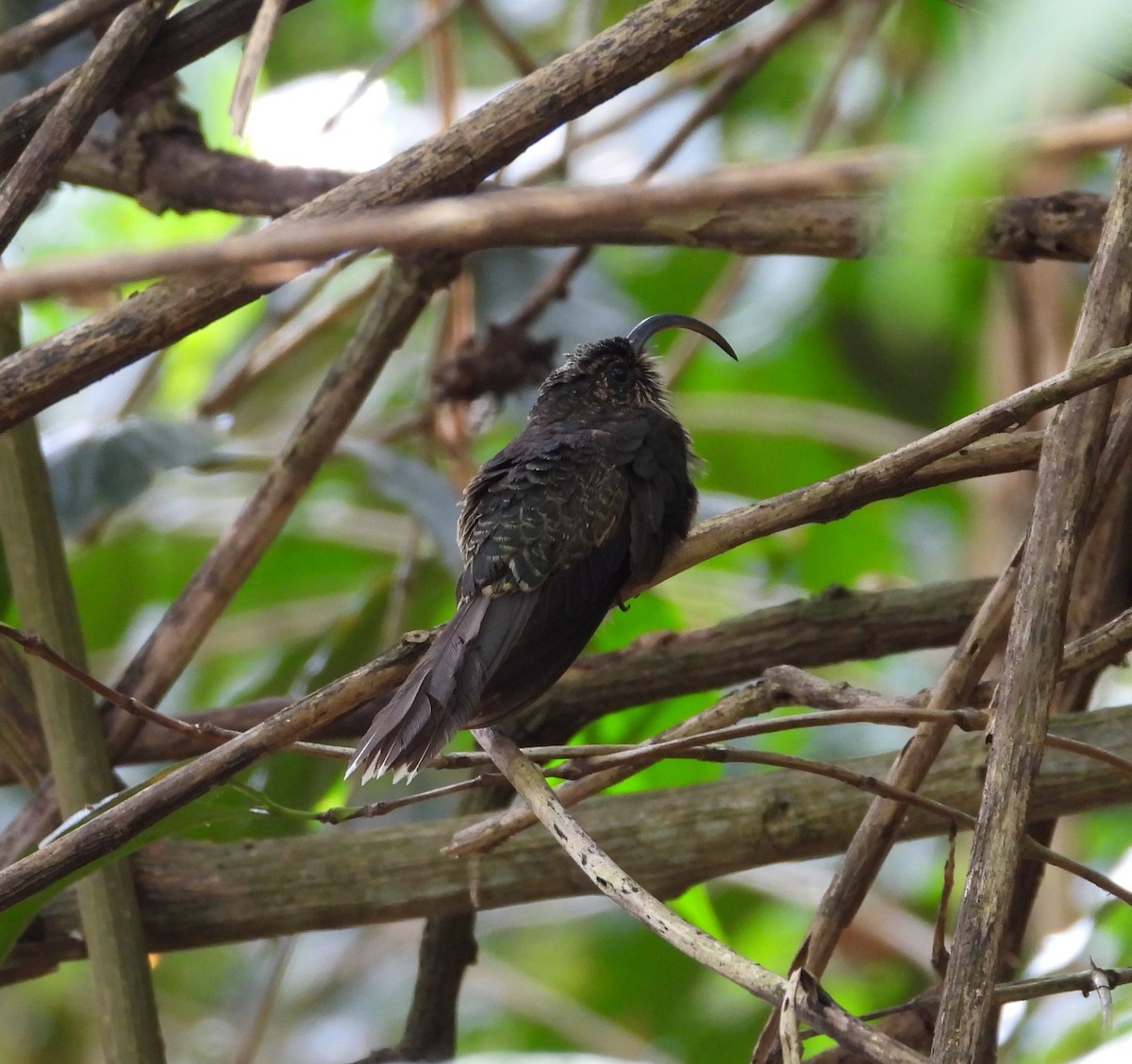 White-tipped Sicklebill - ML623960068