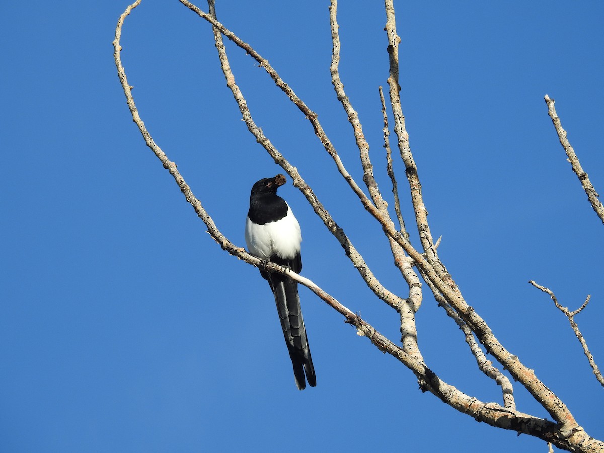 Black-billed Magpie - ML623960069