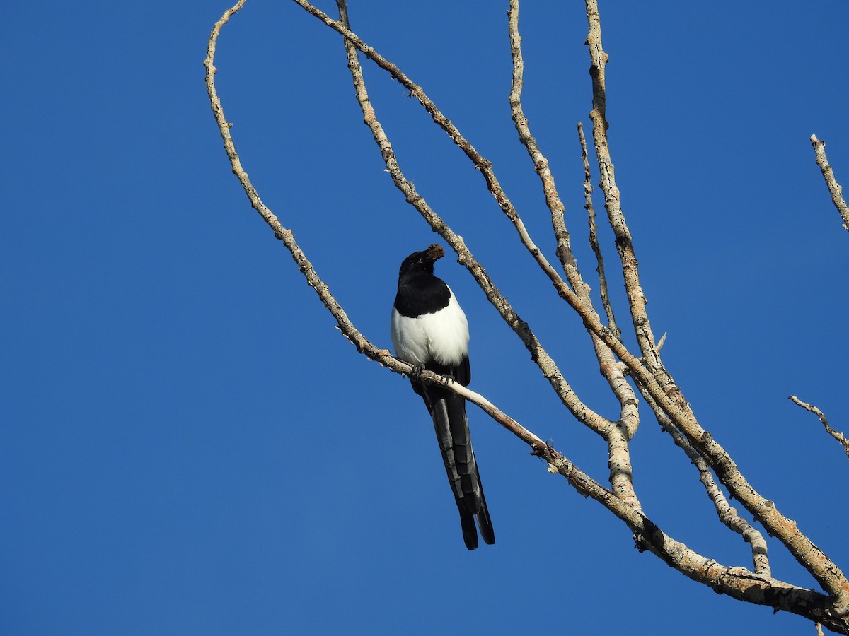 Black-billed Magpie - ML623960070