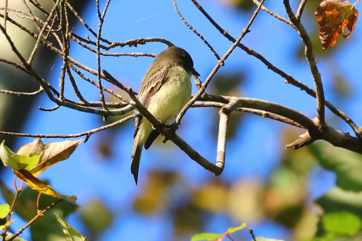 Eastern Phoebe - ML623960071