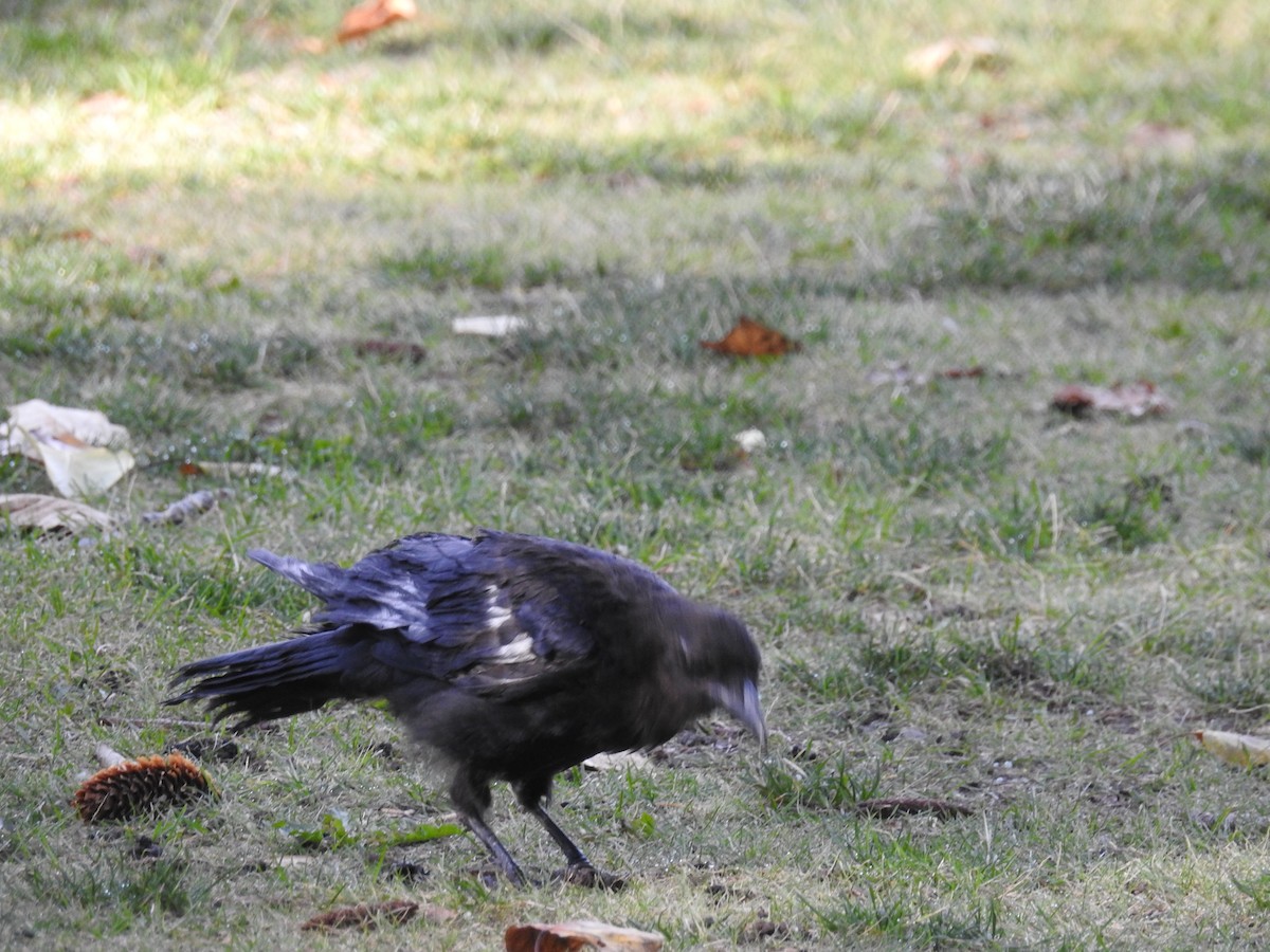 American Crow - ML623960077