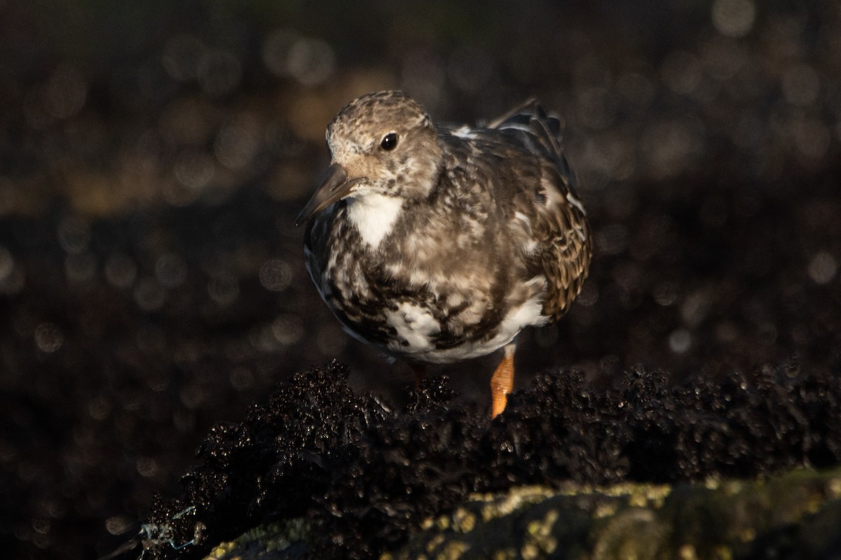 Ruddy Turnstone - ML623960084