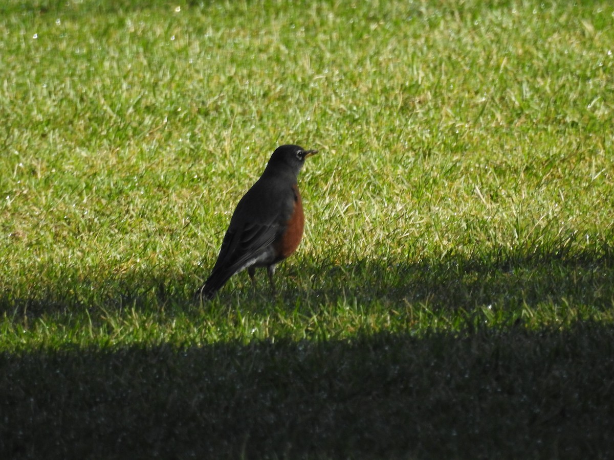 American Robin - ML623960085