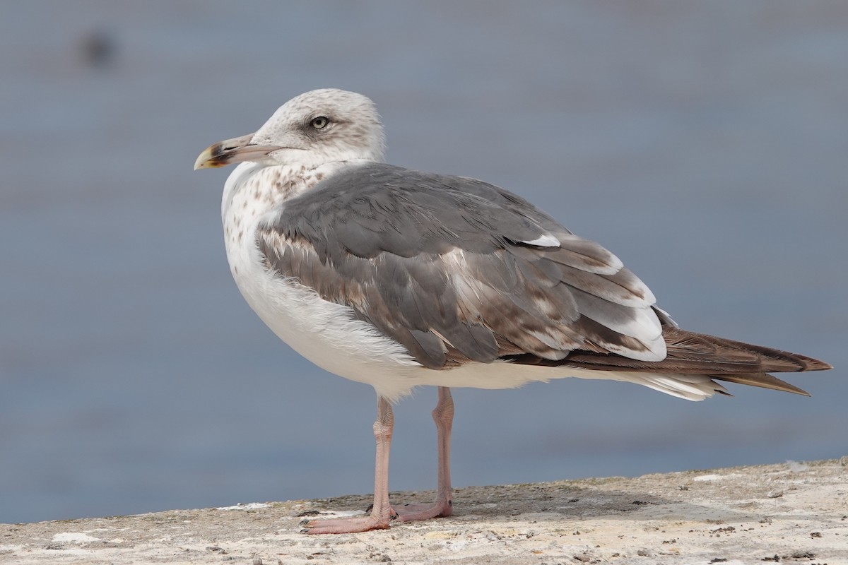 Lesser Black-backed Gull - ML623960088