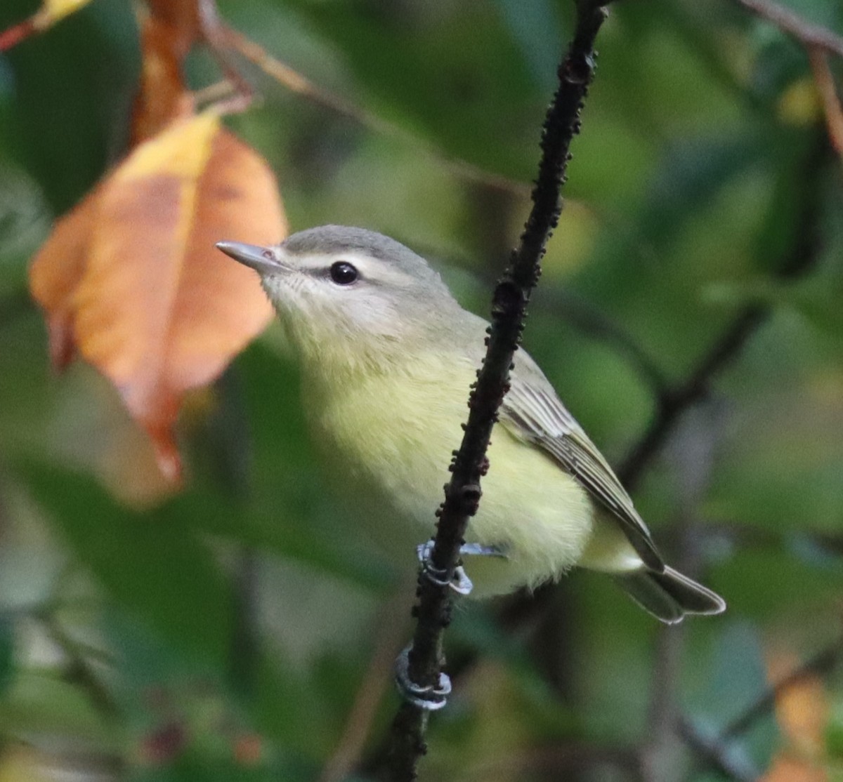 Philadelphia Vireo - ML623960093