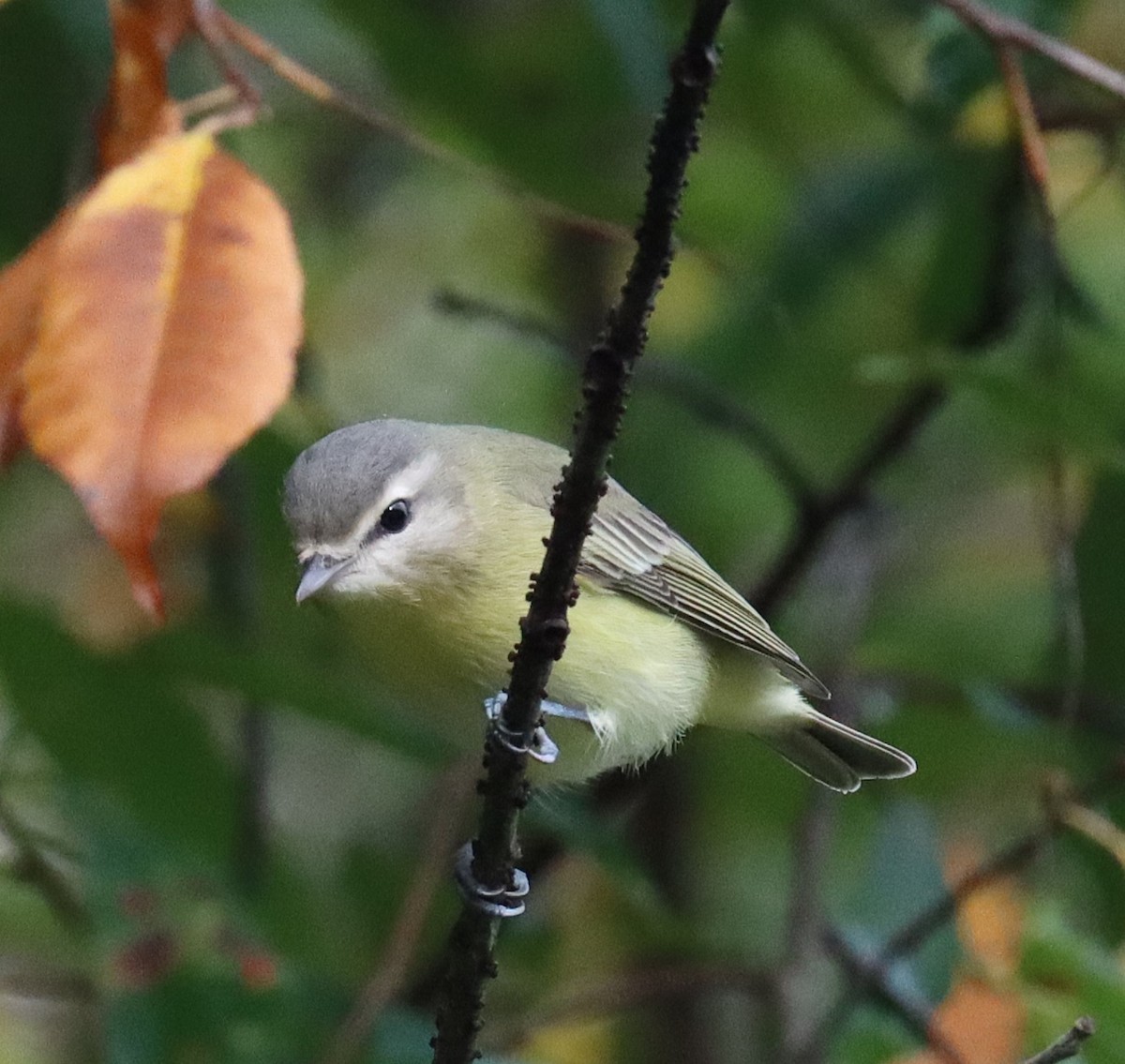 Philadelphia Vireo - ML623960094