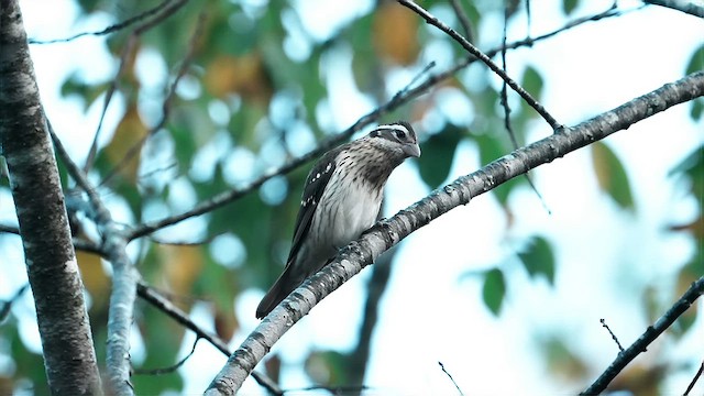 Rose-breasted Grosbeak - ML623960103