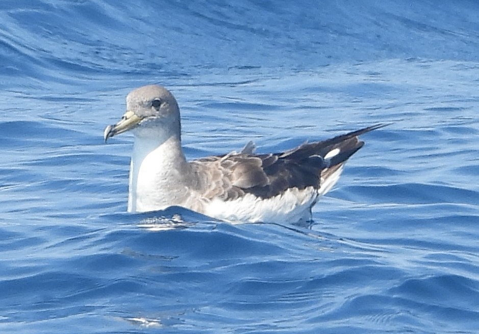 Cory's Shearwater (Scopoli's) - ML623960104