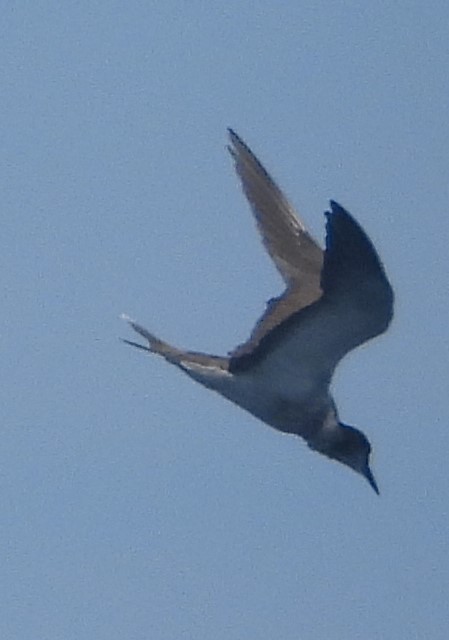 Cory's Shearwater (Scopoli's) - ML623960106