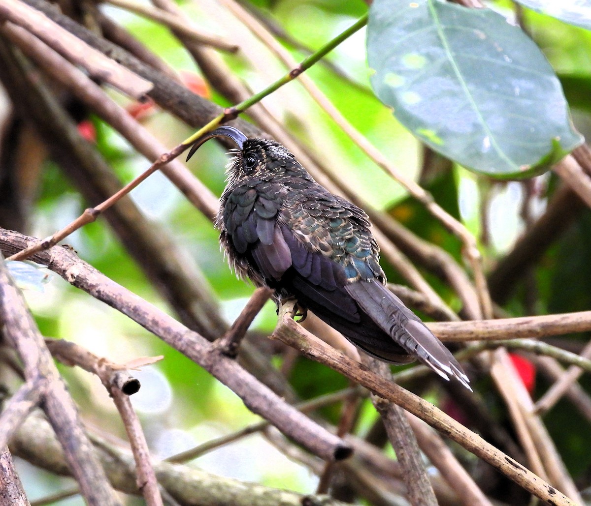 White-tipped Sicklebill - ML623960108