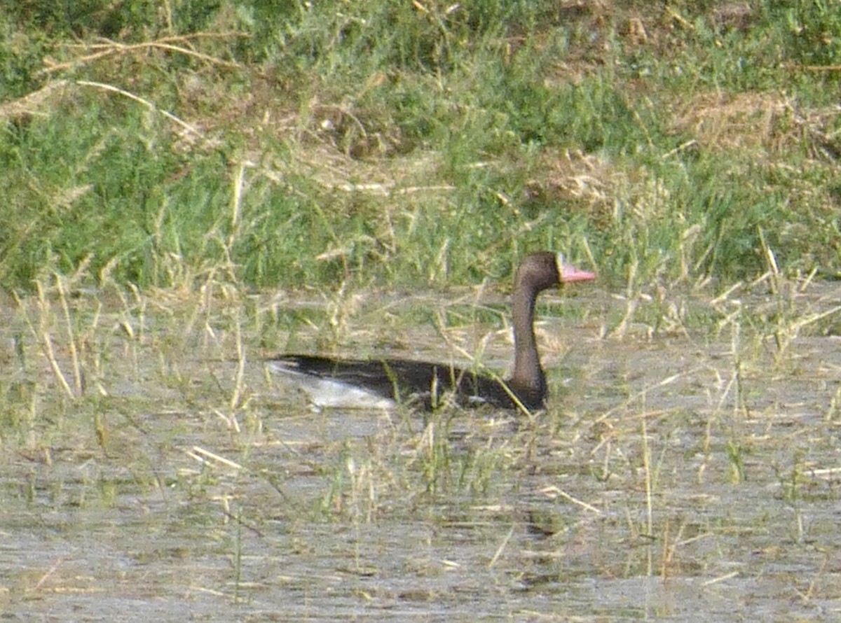 Greater White-fronted Goose - ML623960109