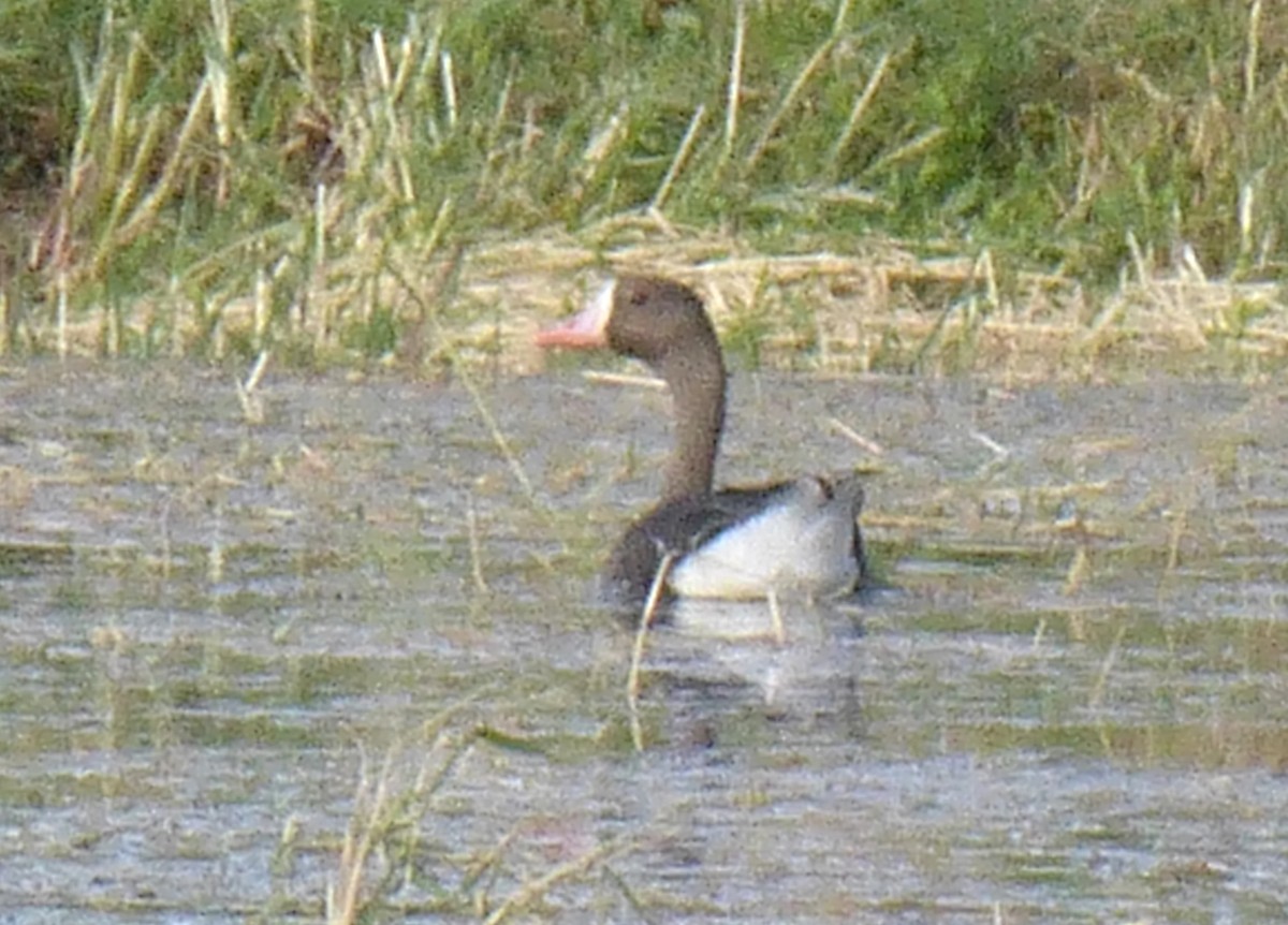 Greater White-fronted Goose - ML623960110