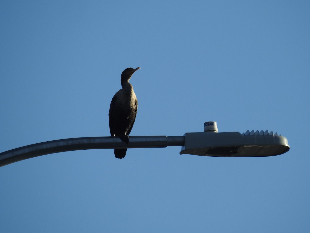 Double-crested Cormorant - ML623960116