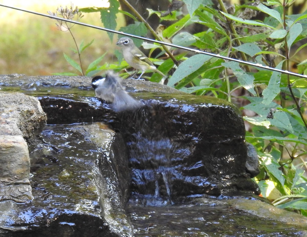 Vireo Solitario - ML623960117