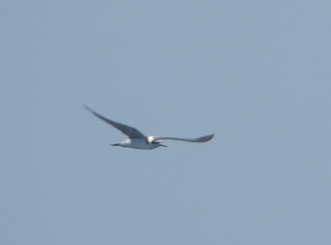 Black Tern (American) - ML623960118