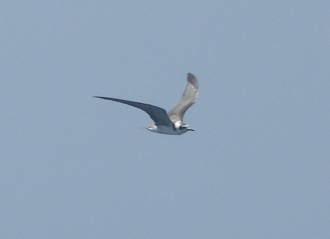 Black Tern (American) - ML623960119