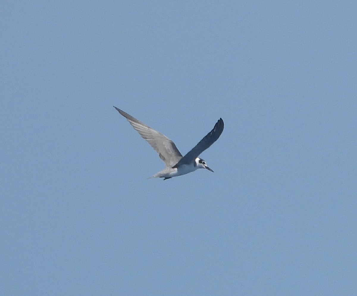 Black Tern (American) - ML623960120