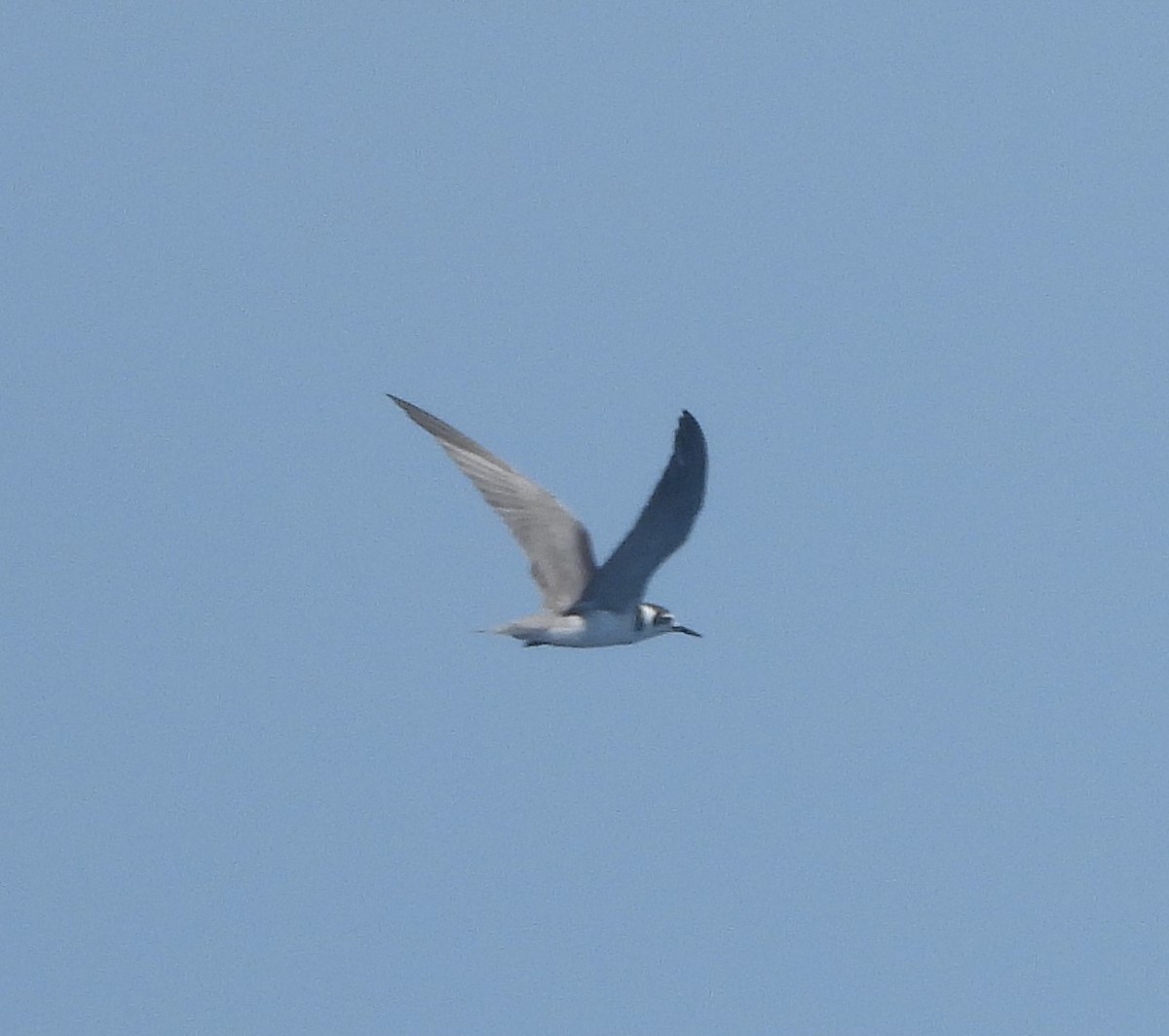 Black Tern (American) - ML623960121