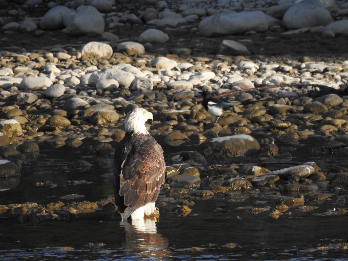 Bald Eagle - ML623960123