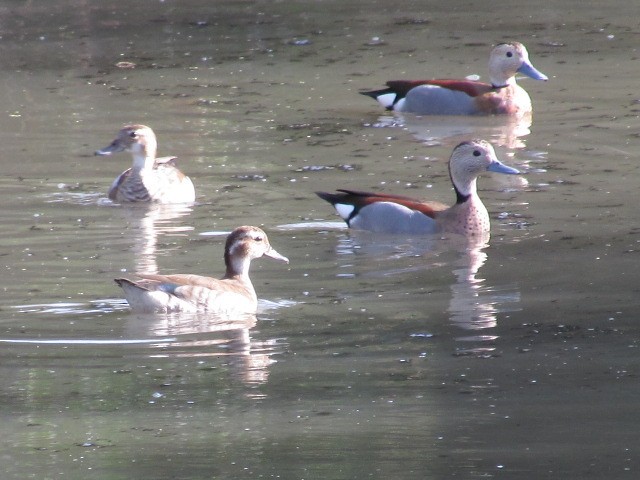 Ringed Teal - ML623960124