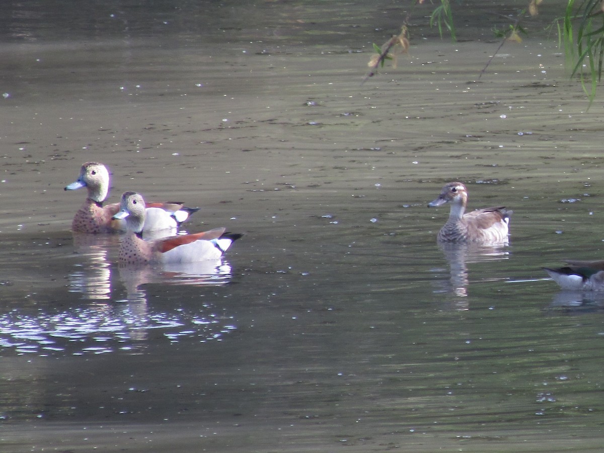 Ringed Teal - ML623960125