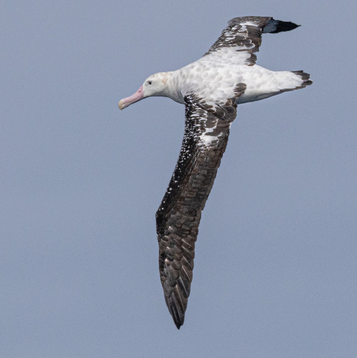 Snowy Albatross - ML623960126