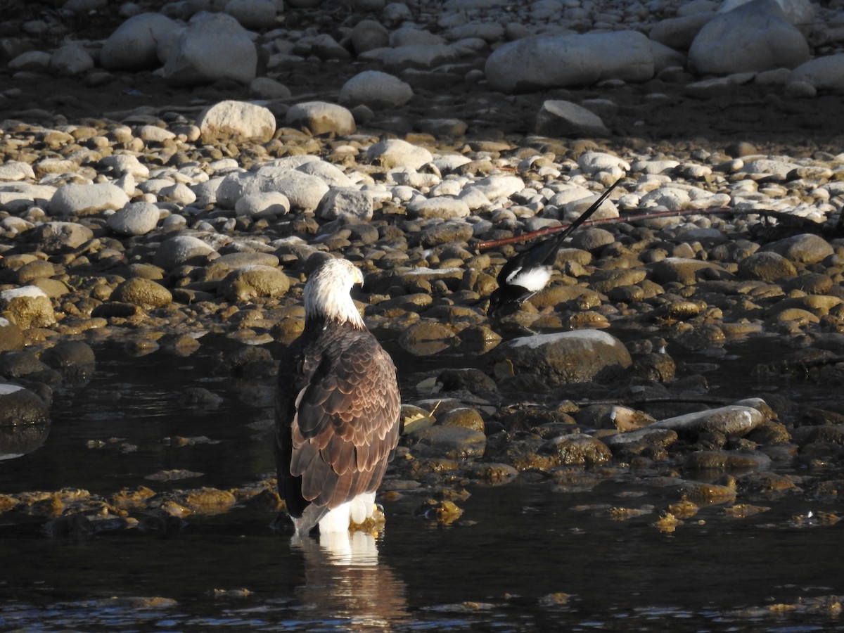 Bald Eagle - ML623960128