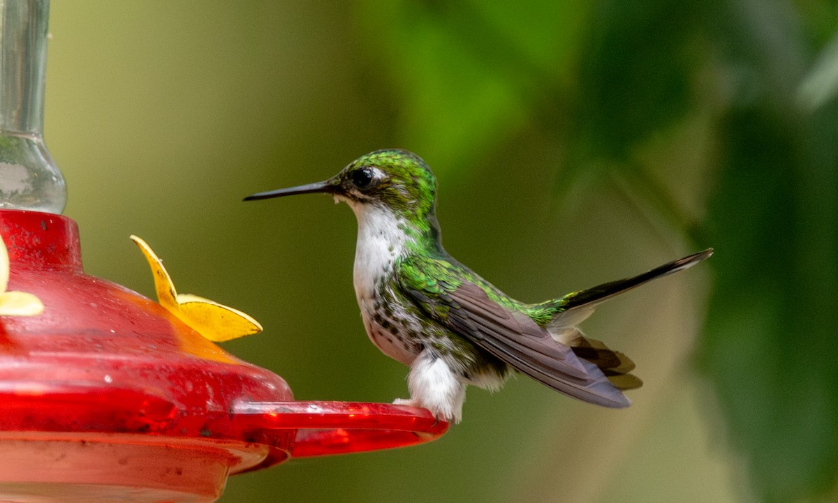 Colibrí de Raquetas Faldiblanco - ML623960129