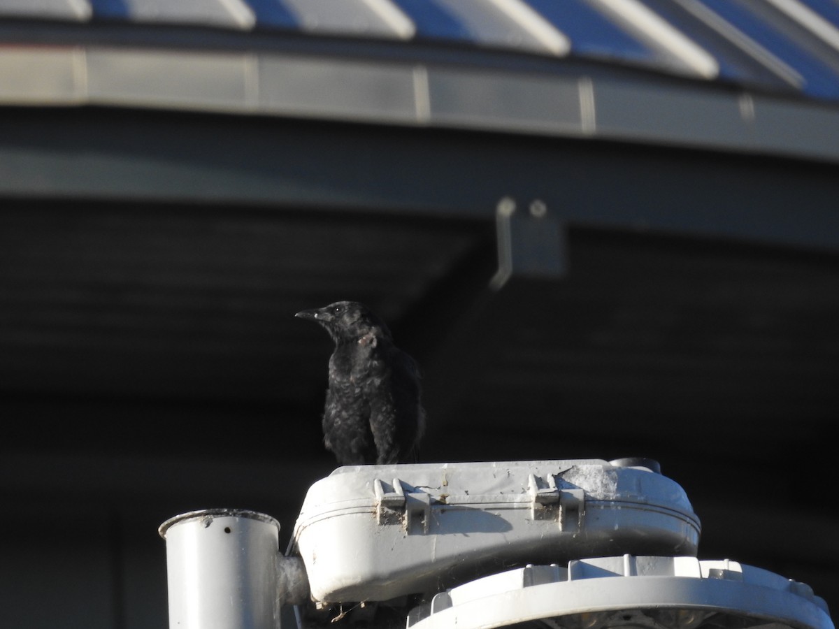 American Crow - ML623960130