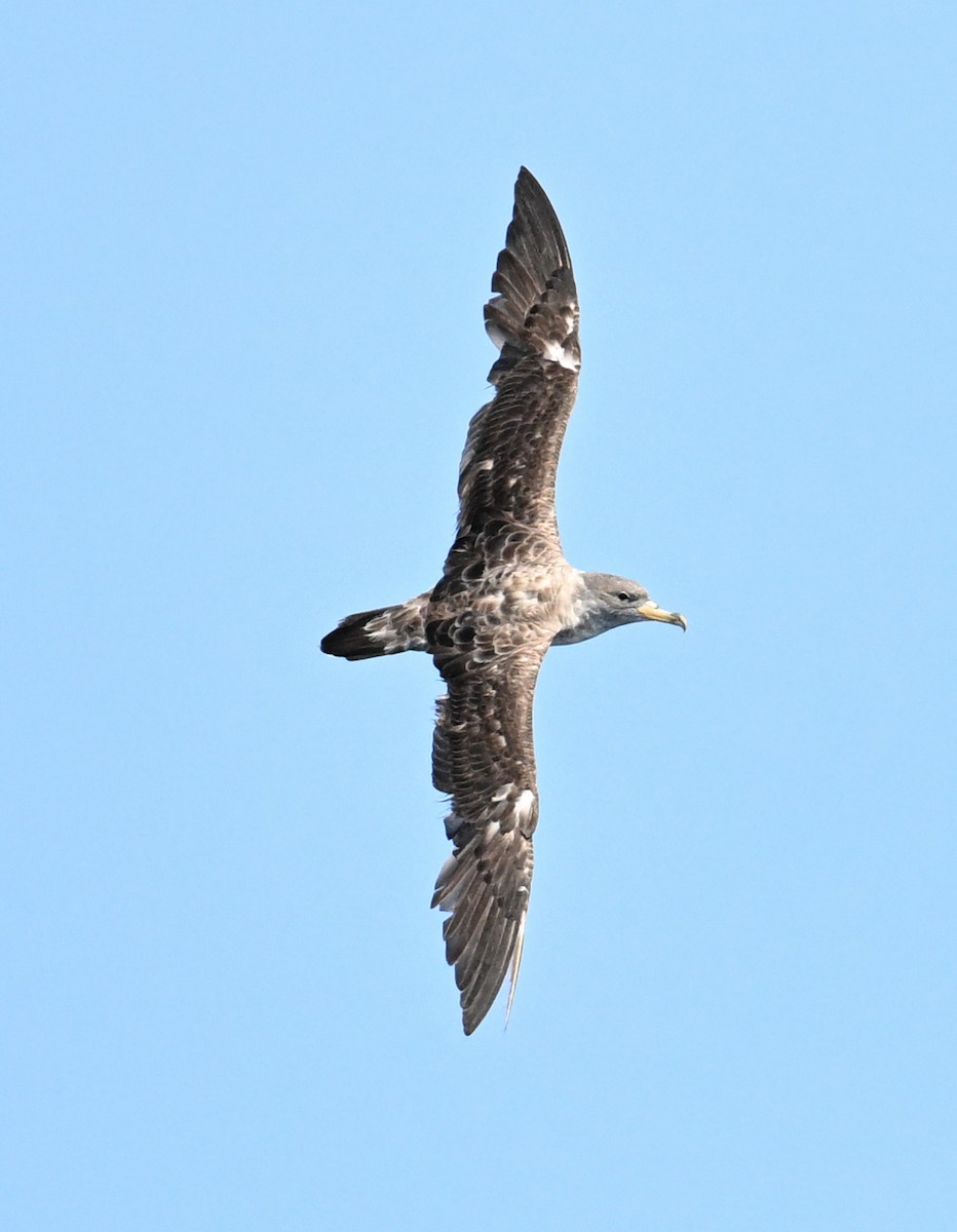 Cory's Shearwater (borealis) - ML623960134