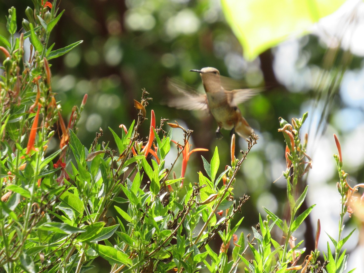 Allen's Hummingbird - ML623960135