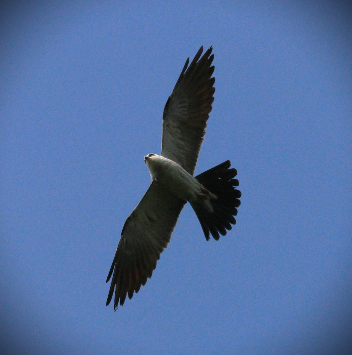 Mississippi Kite - ML623960138