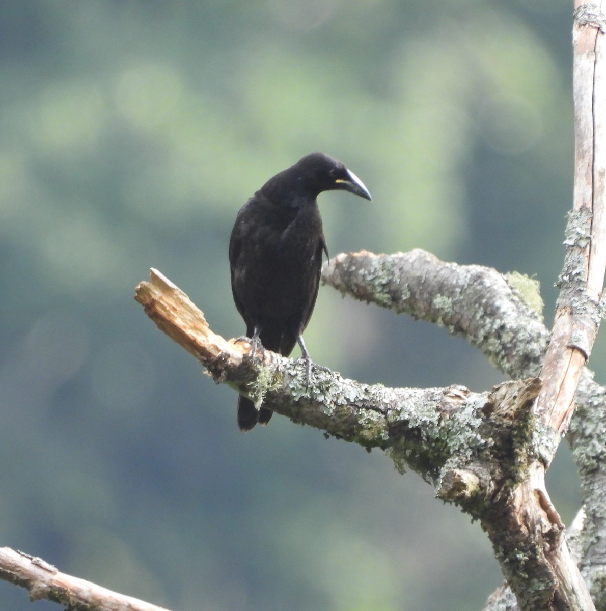 Giant Cowbird - ML623960141