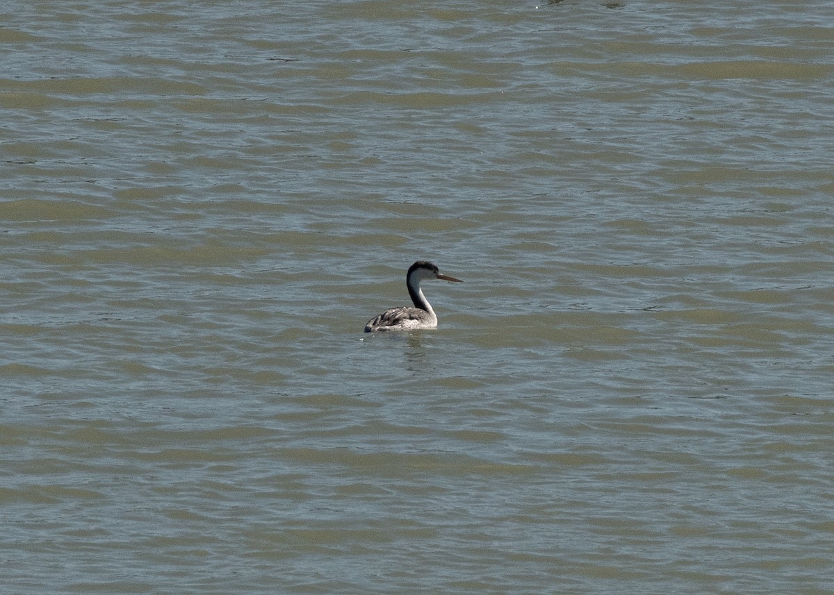 Clark's Grebe - ML623960143