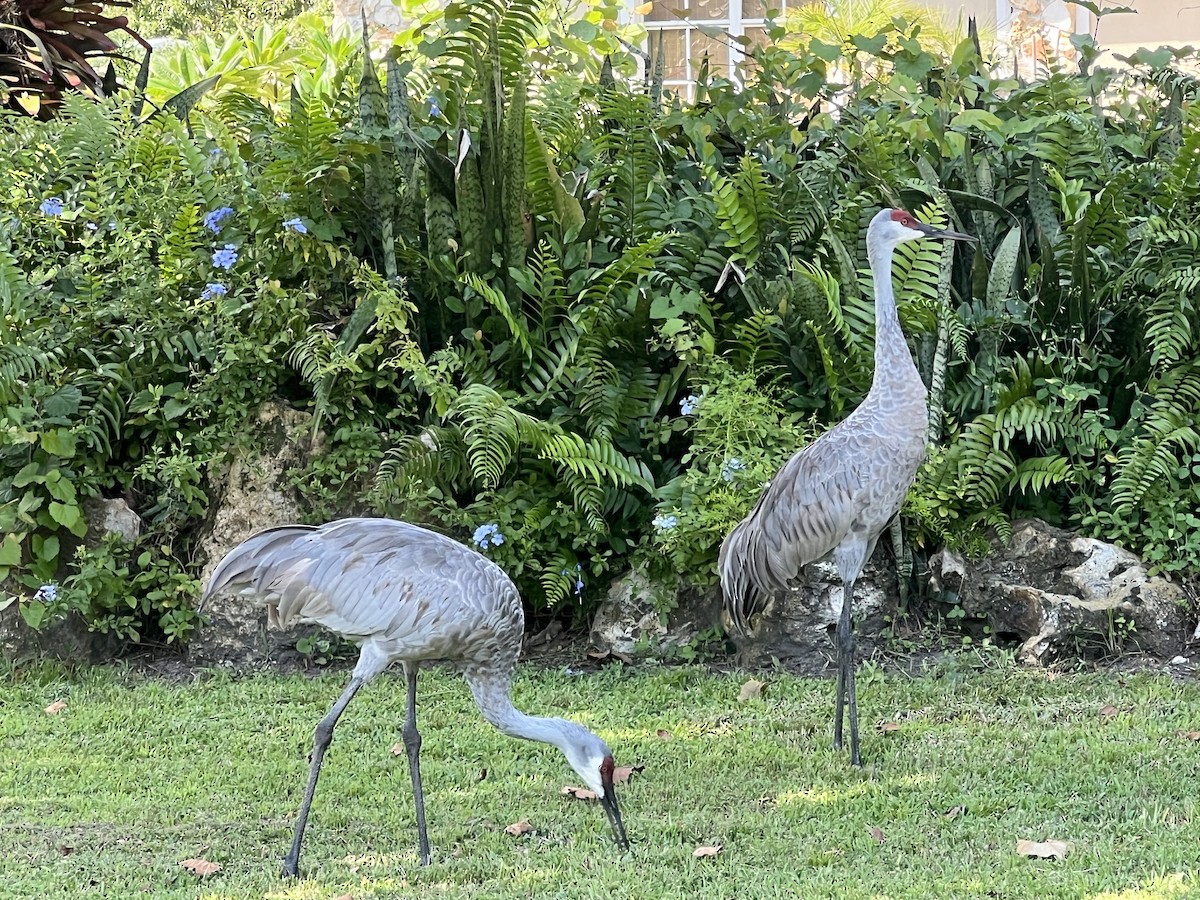 Sandhill Crane - Richard Abbondante