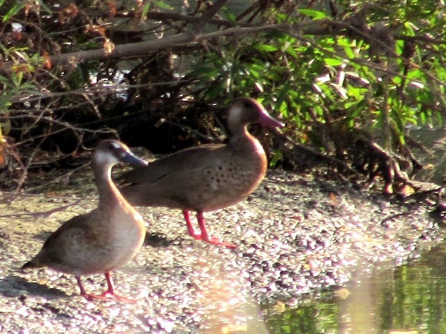 Canard amazonette - ML623960148