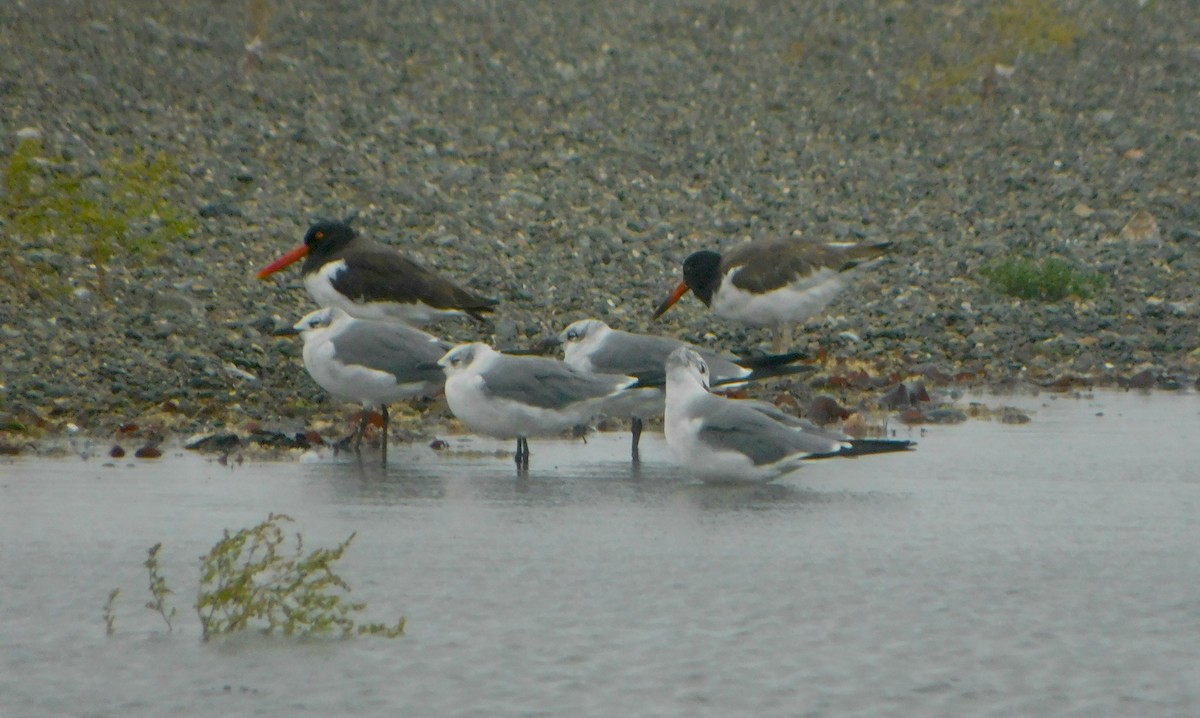 American Oystercatcher - Tim E.