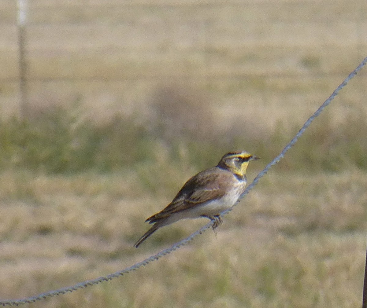 Horned Lark - ML623960177