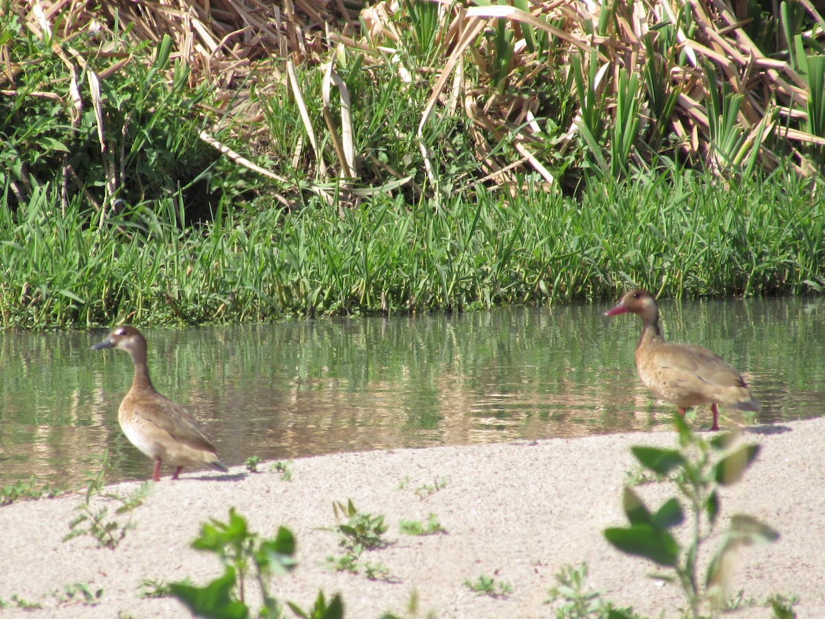 Pato Brasileño - ML623960178