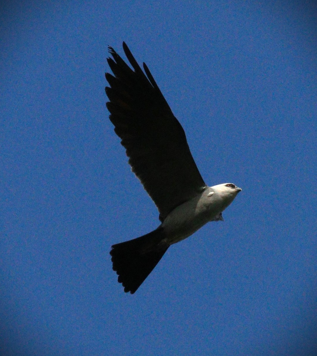 Mississippi Kite - ML623960180